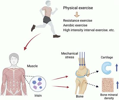 Exercise-induced modulation of myokine irisin in bone and cartilage tissue—Positive effects on osteoarthritis: A narrative review